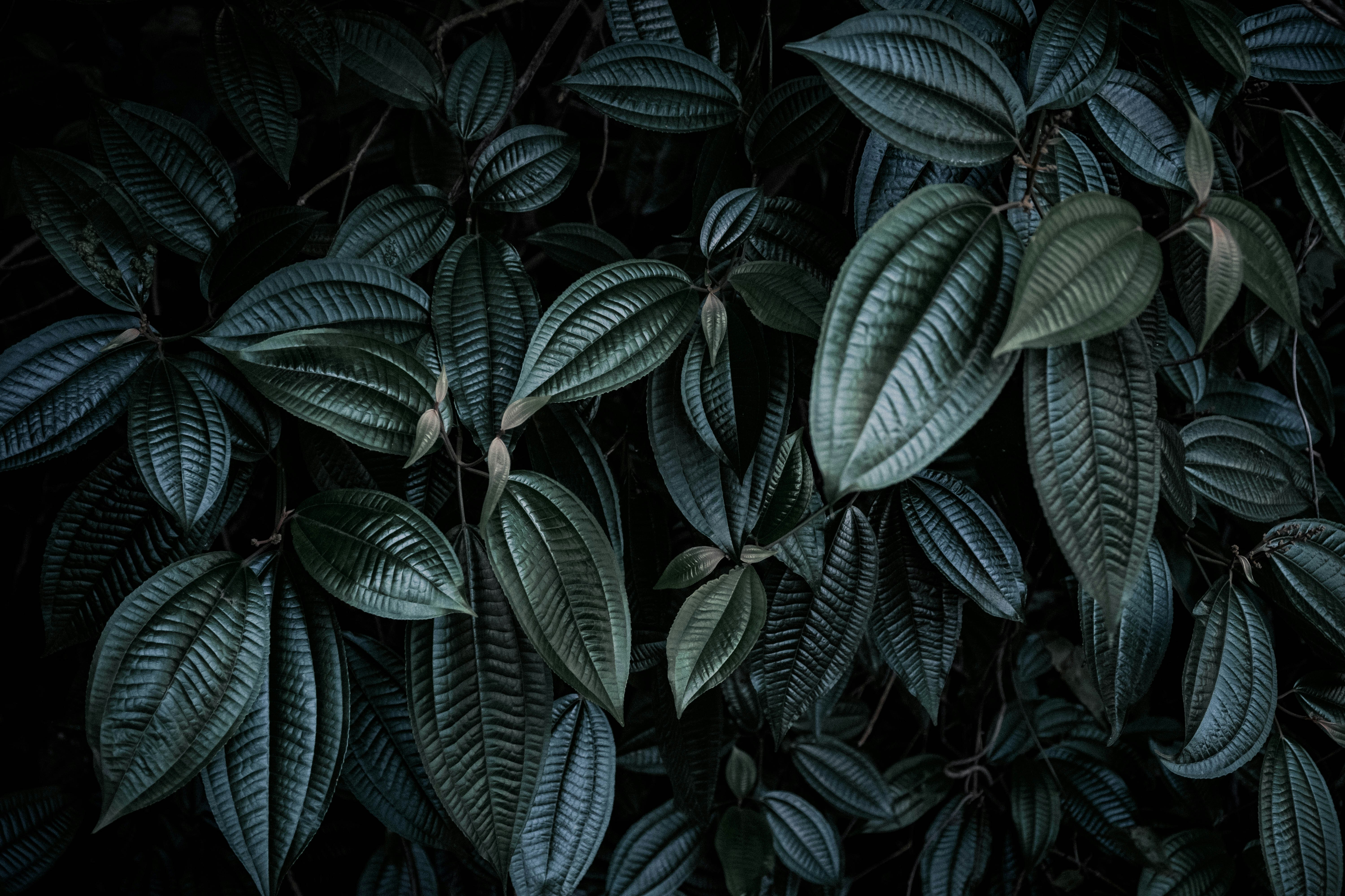 low light photography of green leafed plant